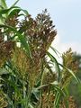 Great Millet - Sorghum bicolor (L.) Moench