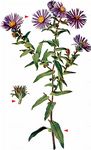 Rauhblatt-Herbstaster - Symphyotrichum novae-angliae (L.) G. L. Nesom 