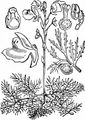 Gewöhnlicher Wasserschlauch - Utricularia vulgaris L.