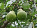 Pyrus communis (Kultur-Birne) - Früchte