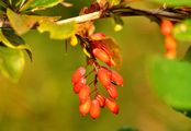 Gewöhnliche Berberitze - Berberis vulgaris L.