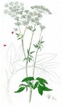 Aromatischer Kälberkropf - Chaerophyllum aromaticum L. 