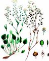 English Scurvygrass - Cochlearia anglica L.