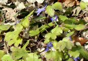  - Hepatica transsilvanica Fuss