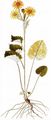 Alpine Ragwort - Jacobaea alpina (L.) Moench