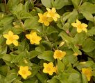 Hain-Gilbweiderich - Lysimachia nemorum L.