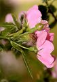 Round-Leaved Dog-Rose - Rosa corymbifera Borkh.