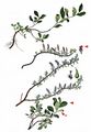 Alpine Willow - Salix alpina Scop.