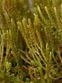 Swiss Clubmoss - Selaginella helvetica (L.) Spring