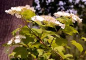 Gewöhnlicher Schneeball - Viburnum opulus L. 