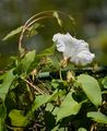 Gewöhnliche Zaunwinde - Calystegia sepium (L.) R. Br.