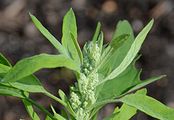 Feigenblättriger Gänsefuß - Chenopodium ficifolium Sm.