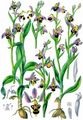 Bee Orchid - Ophrys apifera Huds.