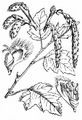 White Poplar - Populus alba L.