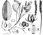 Broad-Leaved Pondweed - Potamogeton natans L.