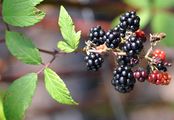 Brombeeren - Rubus subg. Rubus 