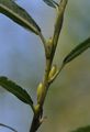 Osier - Salix viminalis L.
