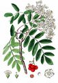 Rowan - Sorbus aucuparia L.