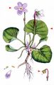 Marsh Violet - Viola palustris L.