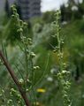 Field Wormwood - Artemisia campestris L.