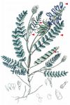 Alpen-Tragant - Astragalus alpinus L. 
