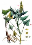 Guter Heinrich - Blitum bonus-henricus (L.) Rchb. 