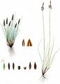 Floh-Segge - Carex pulicaris L.