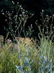 Schwarzwurzel-Gipskraut - Gypsophila scorzonerifolia Ser. 