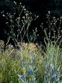 Garden Baby's-Breath - Gypsophila scorzonerifolia Ser.