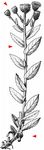Bitterkrautartiges Habichtskraut - Hieracium picroides Vill. 