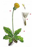 Geflecktes Ferkelkraut - Hypochaeris maculata L. 