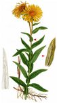 Weidenblättriger Alant - Inula salicina L. 