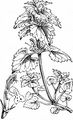 Red Dead-Nettle - Lamium purpureum L.