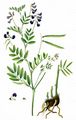 Black Pea - Lathyrus niger (L.) Bernh.