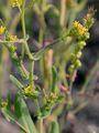 Mitre Cress - Myagrum perfoliatum L.