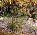 Kalk-Blaugras - Sesleria caerulea (L.) Ard.