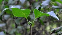 Gewöhnlicher Flieder - Syringa vulgaris L.