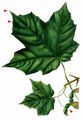 Sugar Maple - Acer saccharum Marshall