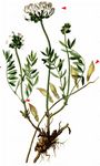 Südlicher Tragant - Astragalus australis (L.) Lam. 