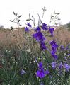 Forking Larkspur - Consolida regalis Gray