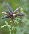 Clustered Broom - Cytisus hirsutus L.