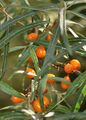 Früchte von Hippophae rhamnoides - Gewöhnlicher Sanddorn (Elaeagnaceae)