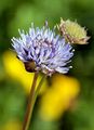 Sheep's-Bit - Jasione montana L.