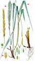 Lyme-Grass - Leymus arenarius (L.) Hochst.
