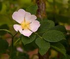 Rough-Leaved Rose - Rosa marginata Wallr.