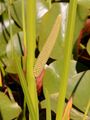 Sweet-Flag - Acorus calamus L.