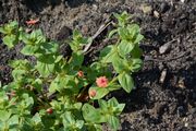 Acker-Gauchheil - Anagallis arvensis L.