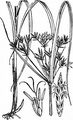Galingale - Cyperus longus L.