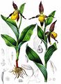 Gelber Frauenschuh - Cypripedium calceolus L.