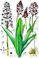 Purpur-Knabenkraut - Orchis purpurea Huds.